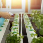 Comment débuter la culture hydroponique dans ton appartement