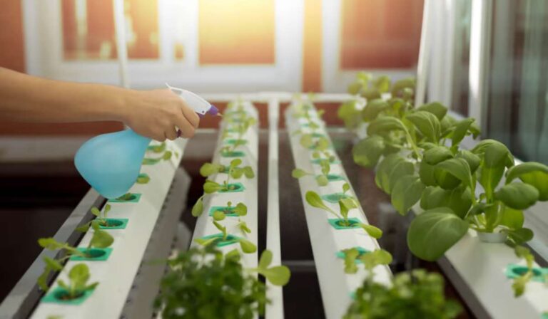 Comment débuter la culture hydroponique dans ton appartement